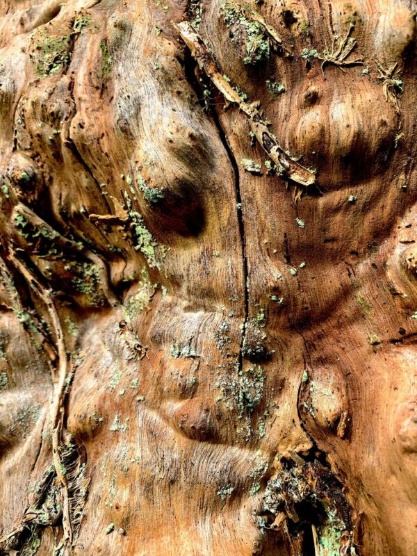 bois sculpté naturellement, photo d'art abstraite, silhouette, physique.