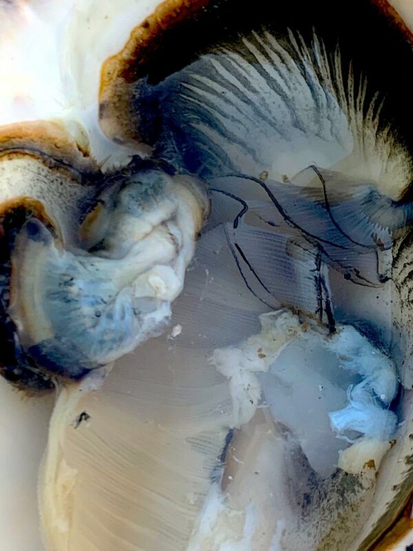 photo d'art abstraite, colorée, nuances de bleu, de blanc et de brun, ambiance marine, transparence.